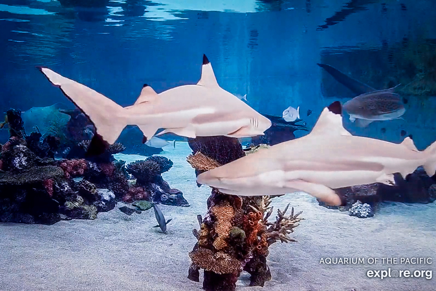 Underwater view of Shark Lagoon