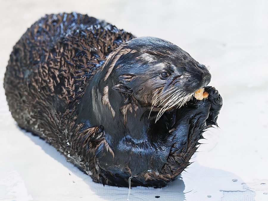 A wet sea otter eating clams