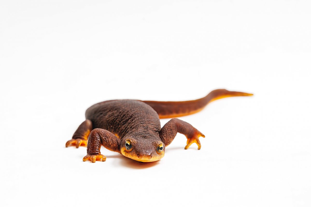 Reddish orange newt with greenish eyes