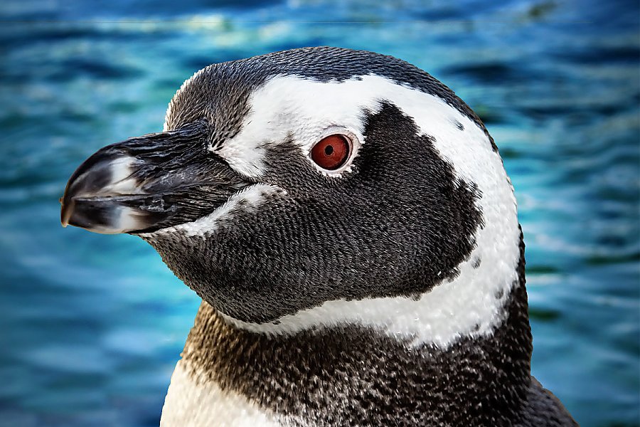 Penguin Robbie with blue water background