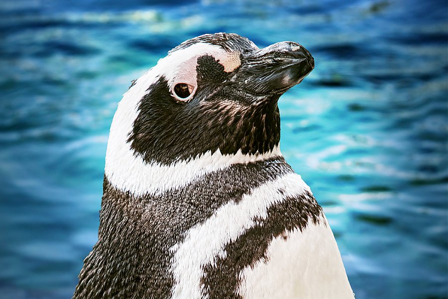 Penguin Shim with blue water background