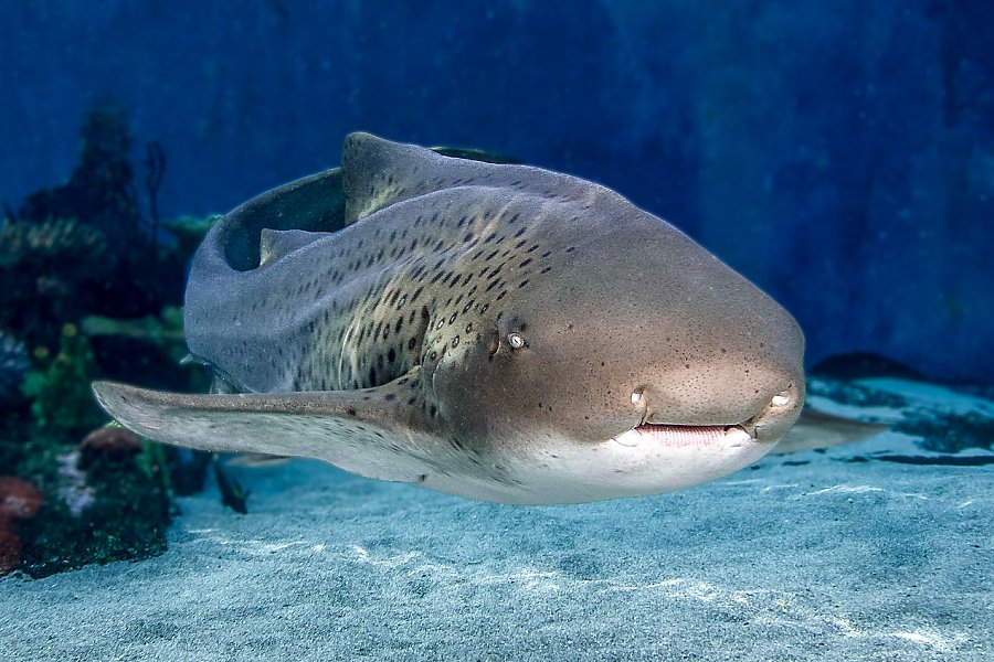 Zebra shark swimming forward above sand and coral