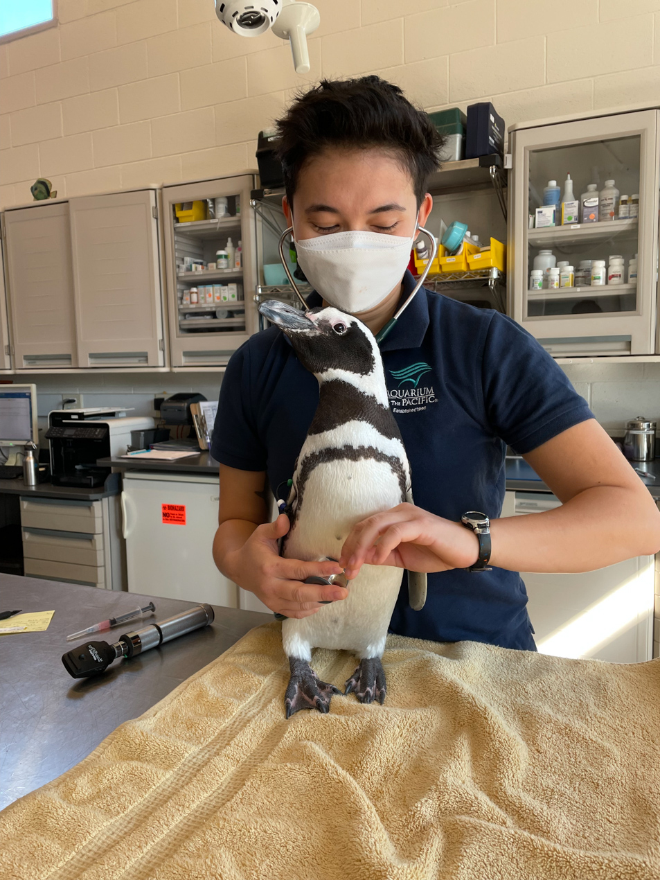 Penguin on exam table with Aquarium staff holding stethoscope